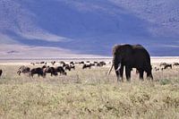 L'éléphant dans la savane