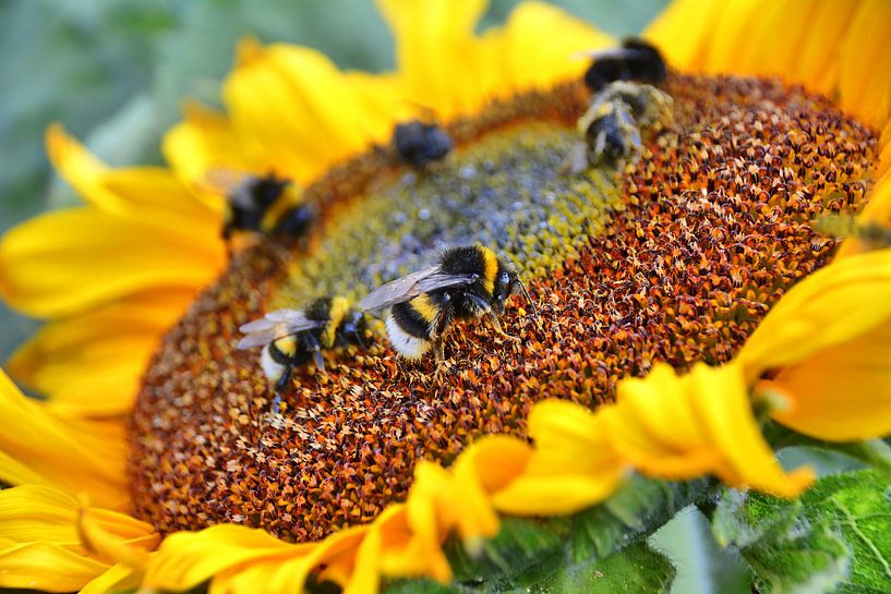 Biendetail 3 par Edgar Schermaul