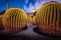 Mühle zwischen den Kakteen