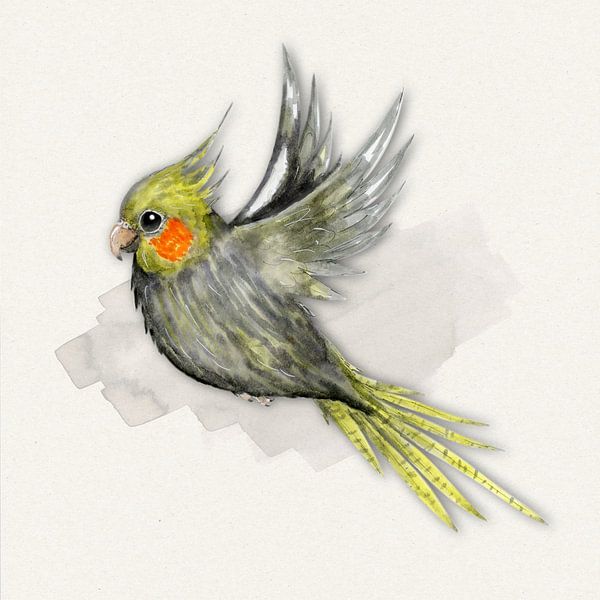 Flying cockatiel watercolour by Bianca Wisseloo