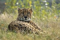 Vom Leoparden geschnappt!