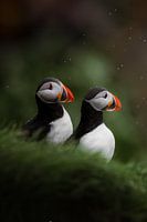 Papageientaucher auf der Insel Drangey in Island im Regen