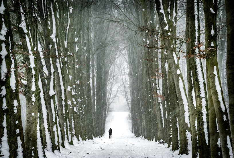 Walking in winter wonderland II by Chris Biesheuvel I  Dream Scapes