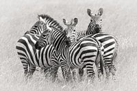 Zebras