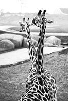 Giraffen