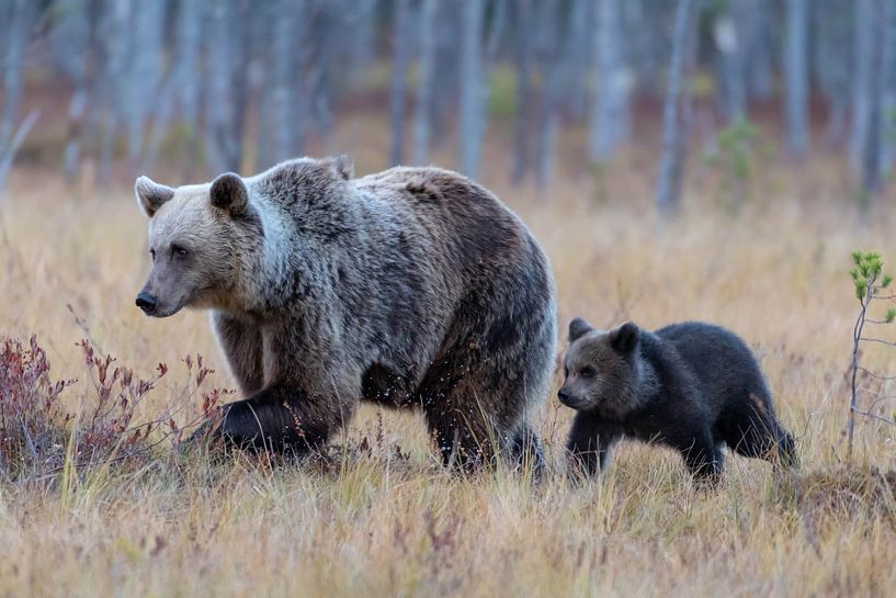 Brown bear with young by Merijn Loch
