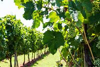 Vines with grapevine in foreground
