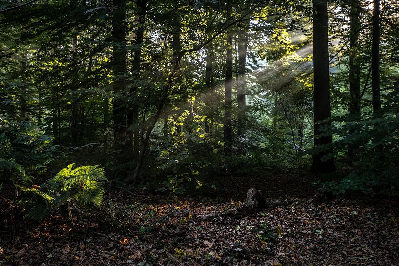 Breda Liesbos in the fog by Egon Zitter