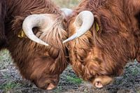 Schottische Highlander