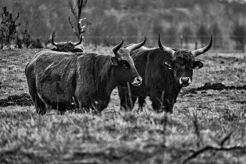 Highland cattle on a meadow, in black and white by Martin Köbsch