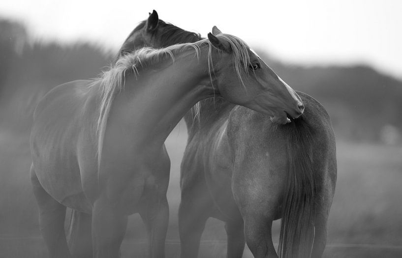 Pferd von Rando Kromkamp Natuurfotograaf