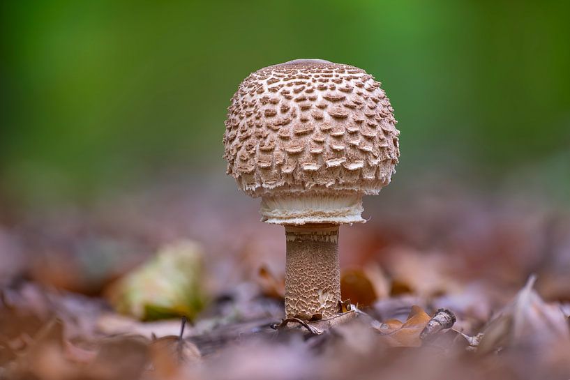 Parasol Pilz wächst auf dem Boden eines Laubwaldes im Herbst von Mario Plechaty Photography