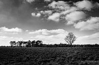 The solitary tree - black and white landscape photography