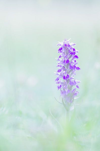 Orchidee von Aimé de Clercq