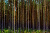 woud met kaarsrechte boomstammen