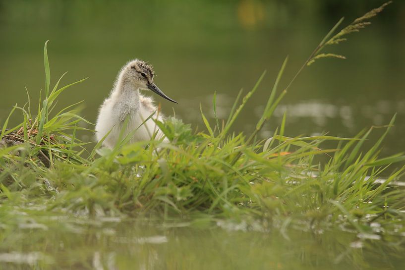 Pied-billed avocet by Rinnie Wijnstra (FotoAmeland )