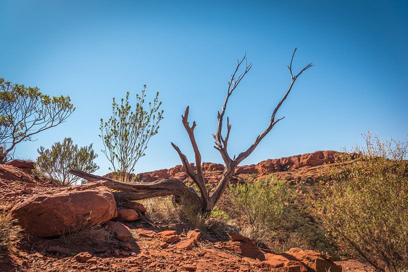 Kings Canyon - Australie par Troy Wegman