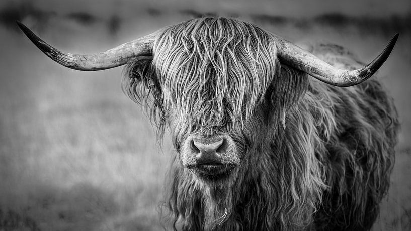 Scottish Highlander (Waddie) by Mark van der Walle