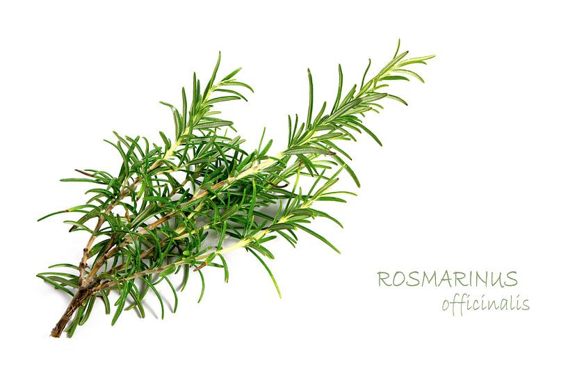 fresh green rosemary, Rosmarinus officinalis, isolated on a white background with sample text by Maren Winter