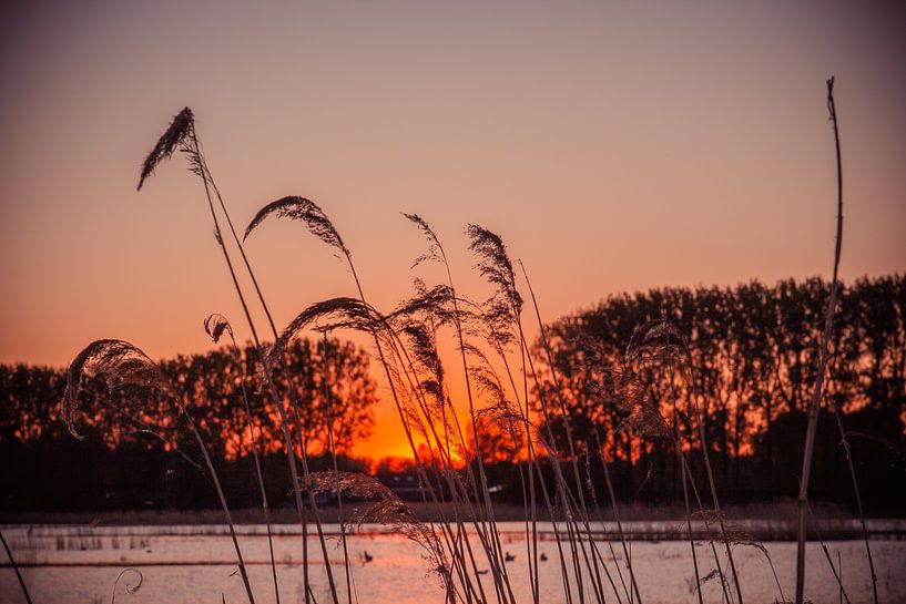 Beautiful sunset at the Dordtse Biesbosch by Petra Brouwer