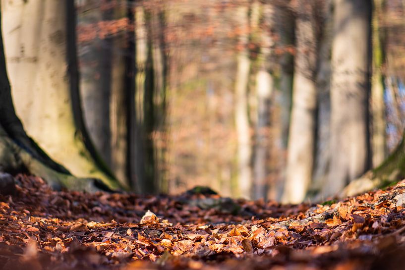 région boisée par Tania Perneel