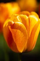 Goldene Tulpe