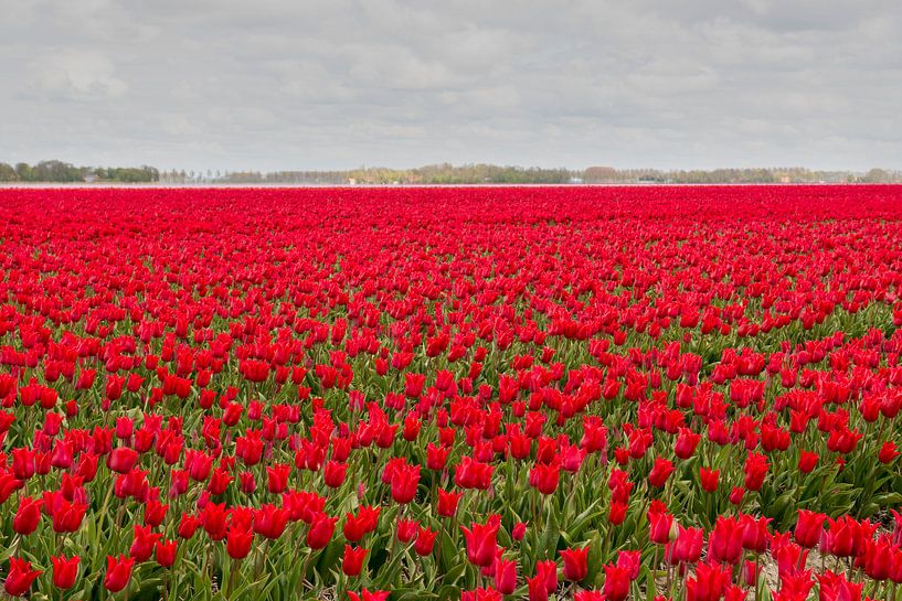 Rode tulpen von Tonko Oosterink