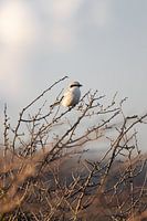 Pie-grièche grise dans les dunes | Oiseaux de Zuid-Kennemerland, Pays-Bas