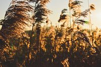 Nadelbäume und Schilf bei Sonnenuntergang