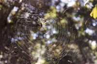 Spider in centre of spider web