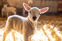 Lamm schaut in die Kamera