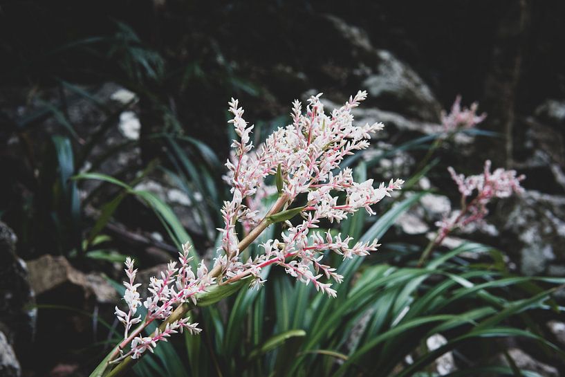 flowers by Ennio Brehm