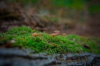 Herbstfarben des Schwarzwassers