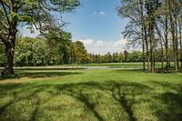 Weids uitzicht op een bos