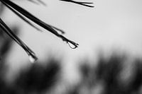 Goutte sur un conifère