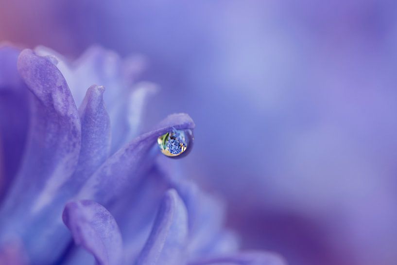 Macro shot hyacinth by Fronika Westenbroek