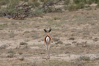 Springbok