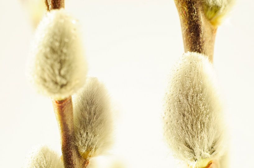 Katjes met Waterdruppels von Erwin Plug