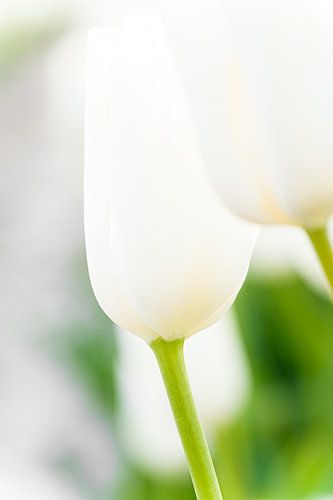Witte tulpen tegen groene achtergond