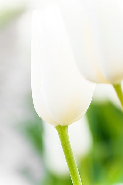 White tulips against green backdrop by Fotografiecor .nl