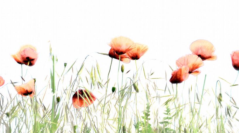 poppies in the field by Anouschka Hendriks