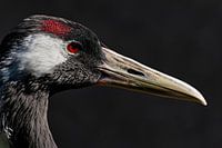 Kranich auf schwarzem Hintergrund