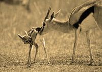 Gazelle and new born