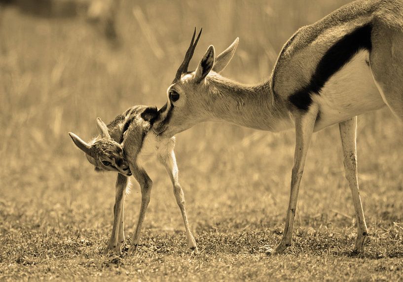 Gazelle and new born by Roland Smeets