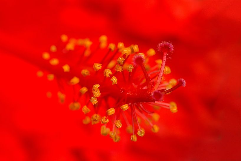 gros plan d'une rose chinoise ou d'un hibiscus par W J Kok