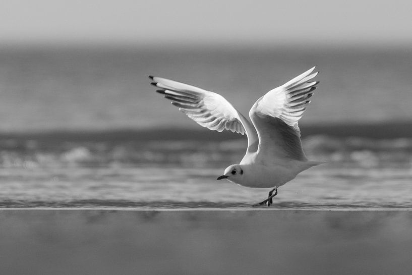 Abheben von Rik Verslype