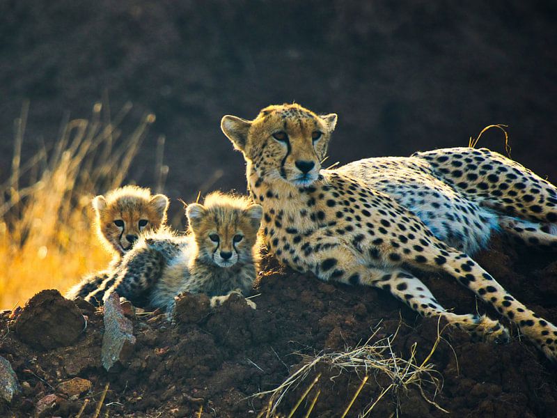 Gepard mit 2 Welpen im Gegenlicht von Machiel Zwarts