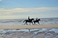 Horses at the beach.