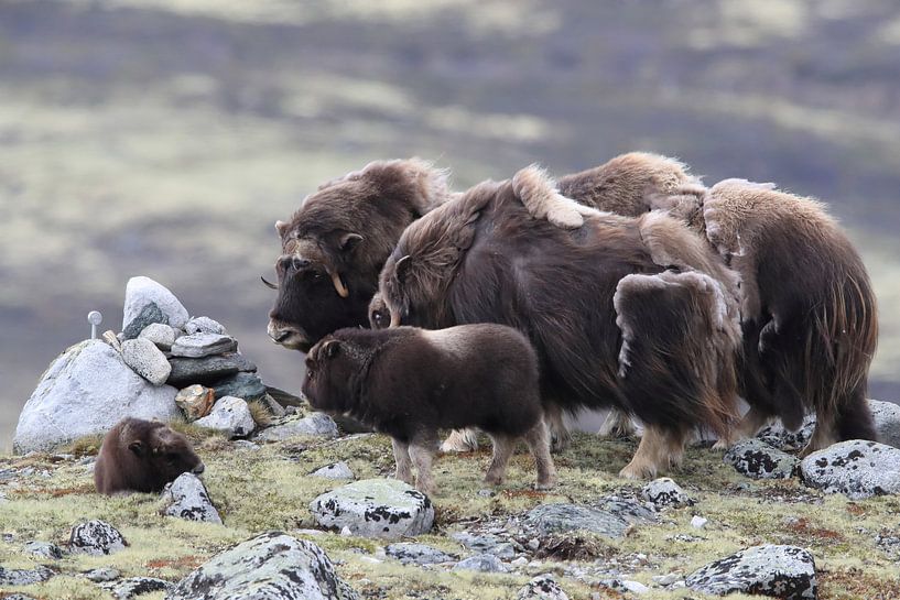 Boeuf musqué dans le parc national de Dovrefjell, dans son habitat naturel, Norvège. par Frank Fichtmüller
