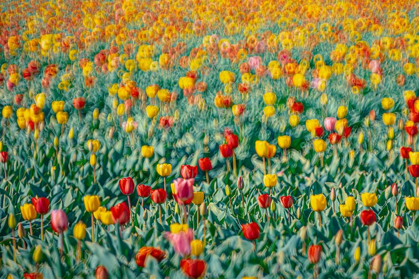 Mehrfarbige Tulpen von Yanuschka | Fotografie Noordwijk
